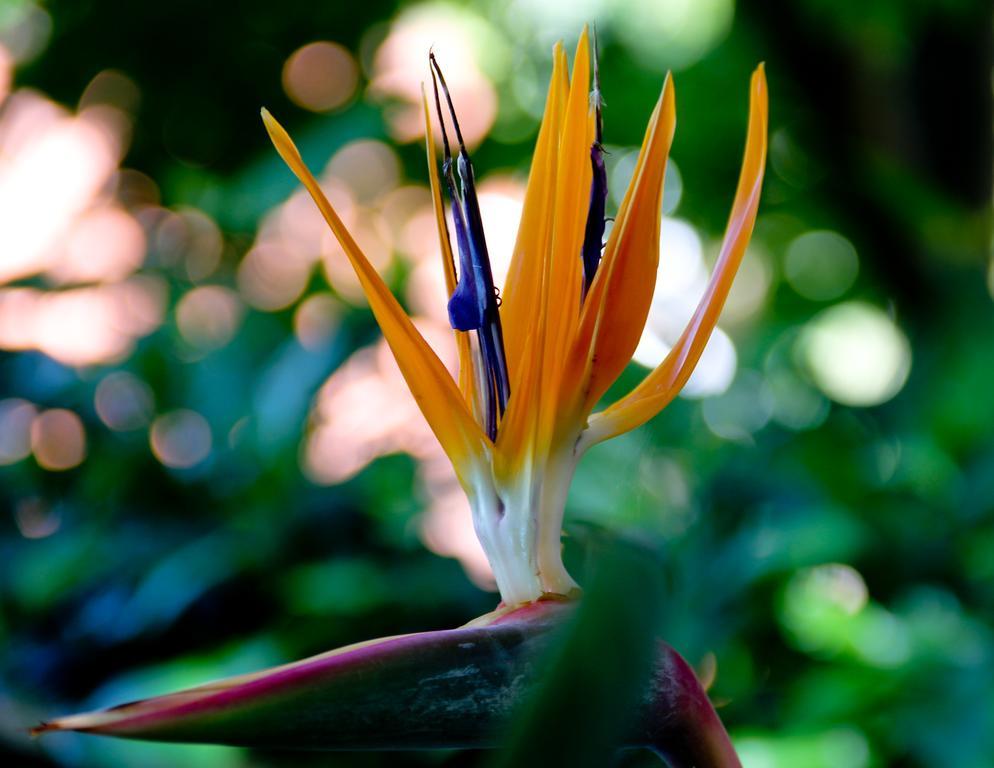 Aquarela De Inn Bombinhas